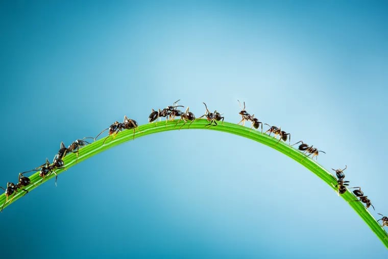 Ants crawling along a blade of grass.