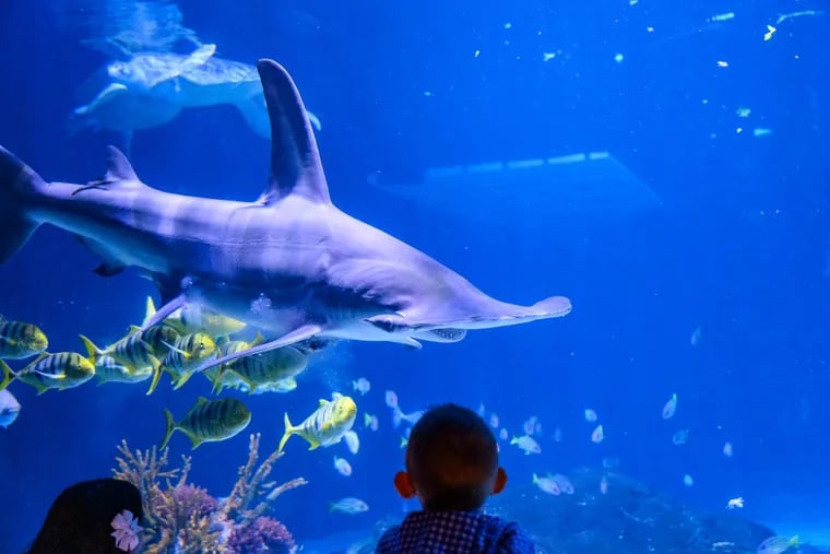 Anchor, a beloved hammerhead shark from Camden's Adventure Aquarium, passed away on Sunday.