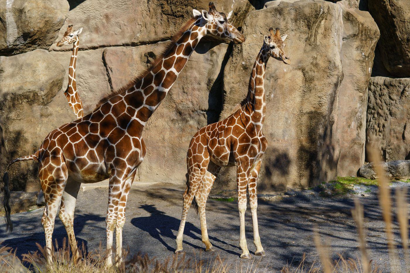 Philadelphia Zoo's new giraffe: 15-month-old Bea