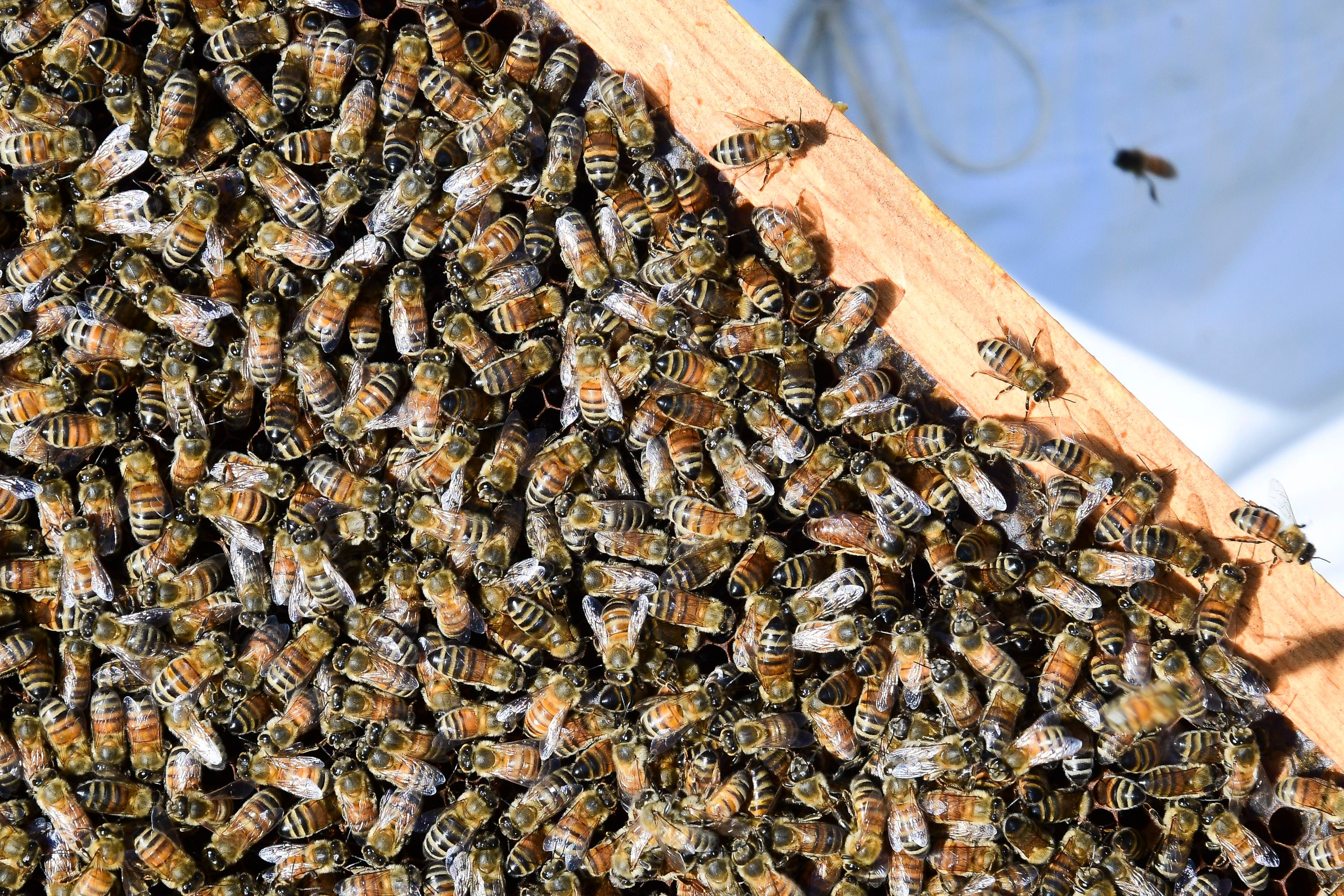 The Truth About Honey Bees