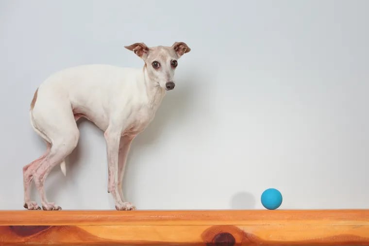 Stock photo of an Italian Greyhound.