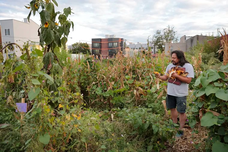 César Viveros harvests sweet corn at the Iglesias Community Gardens in North Philadelphia on Sept. 30, 2021.
