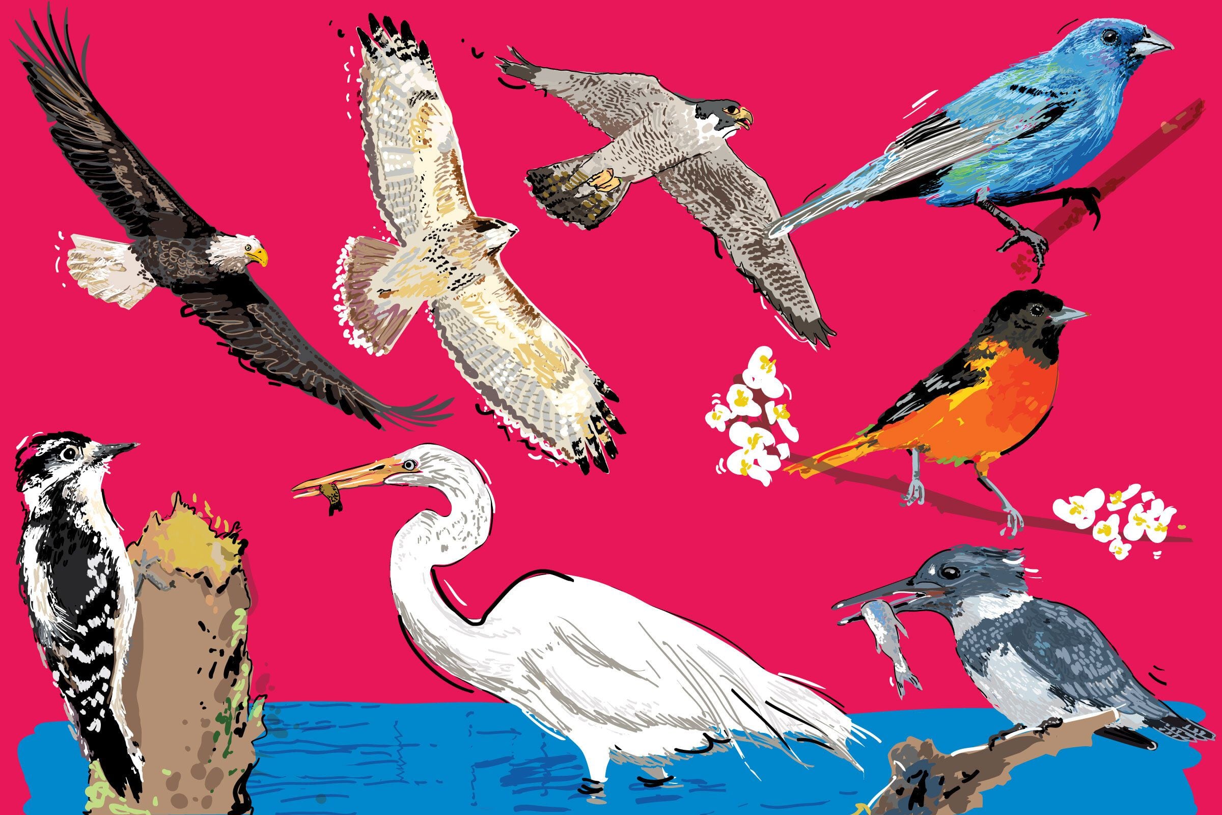 Your Guide to the Audubon Bird Guide App