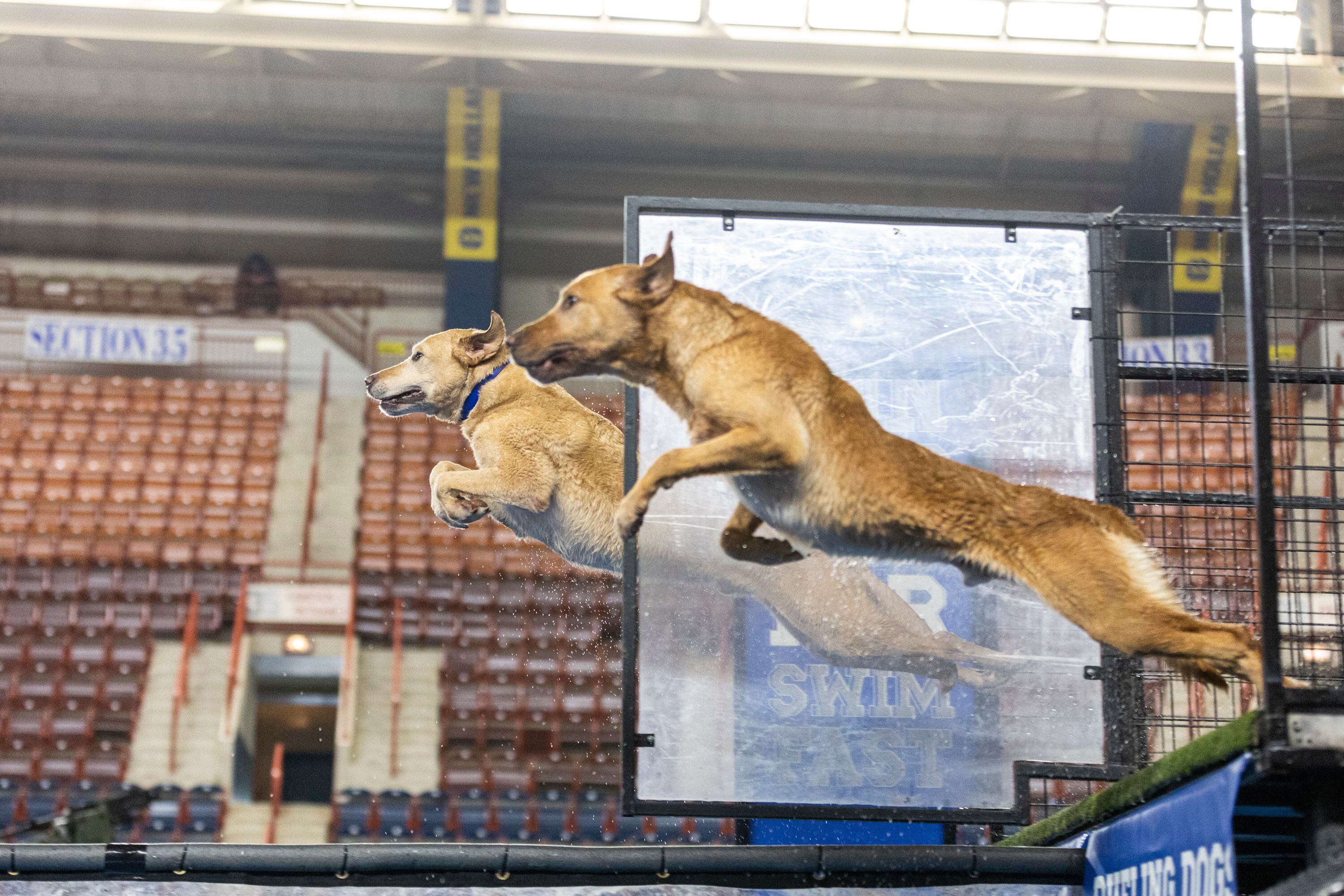 Dock jumping dog sales breeds