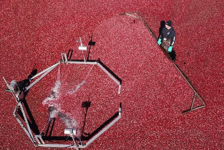 Ed Vincent pushes berries at a cranberry harvest in Chatsworth, New Jersey Wednesday October 17, 2018.