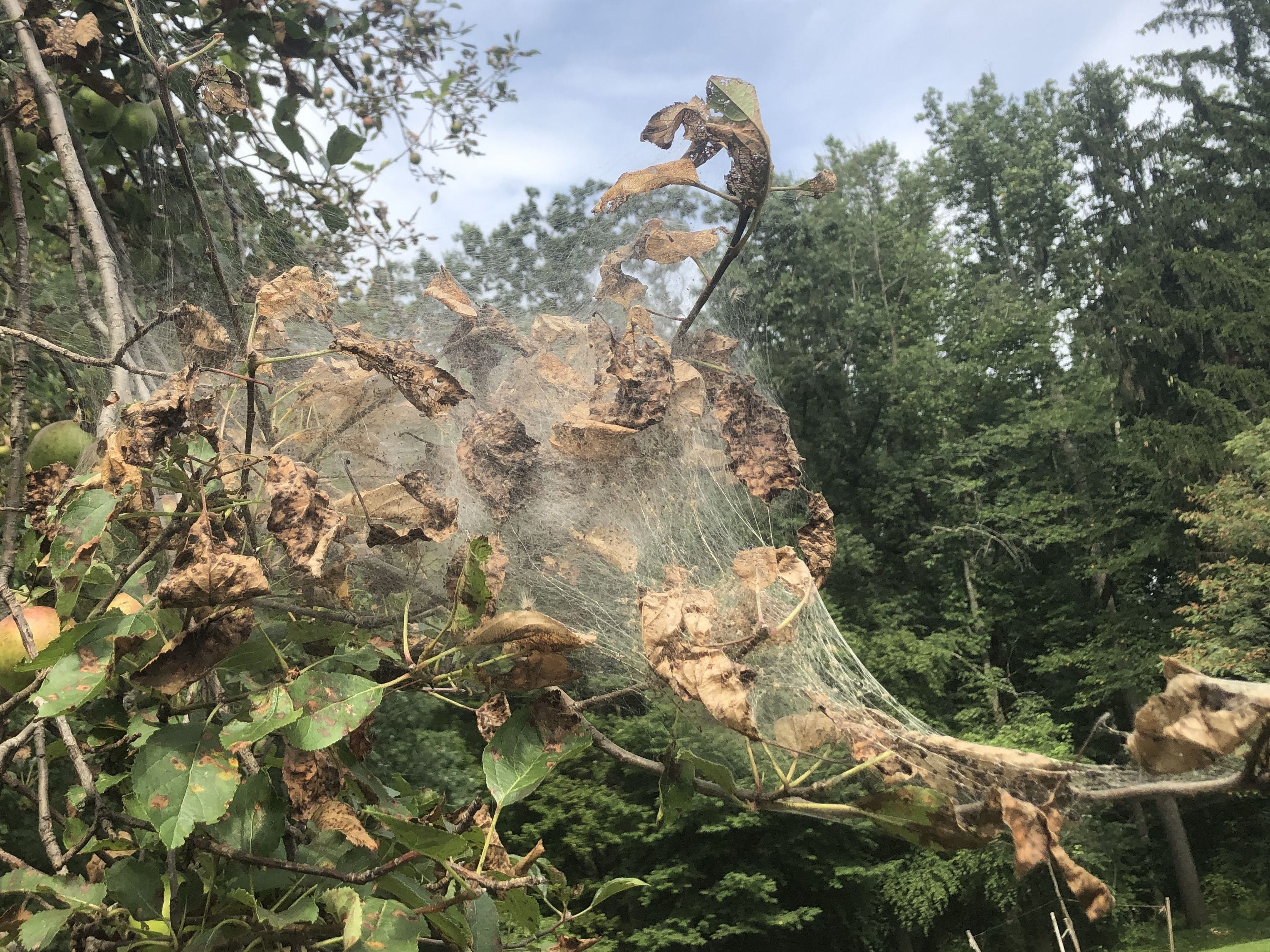 What are all those silky white webs covering trees in the Philly