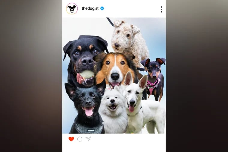 The Dogist, a viral dog photographer with more than 9 million followers, is meeting fur babies in Philly this week. Here's what we know and who he's met so far.