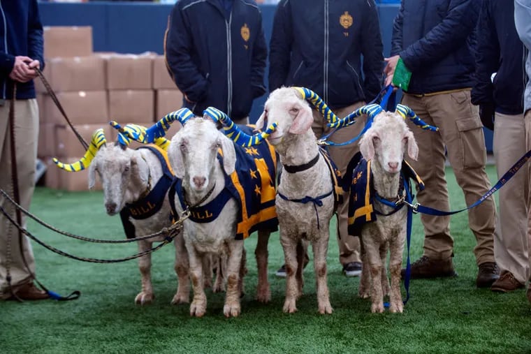 Bill 36 (second from right) might have eaten an azalea bush, toxic to goats, but will be at Saturday’s game.