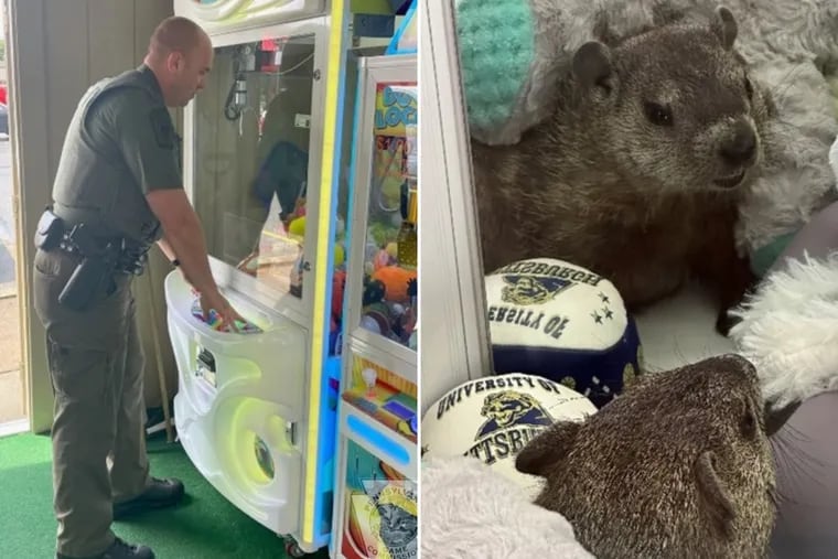 A groundhog was stuck inside a Pennsylvania-based claw machine.