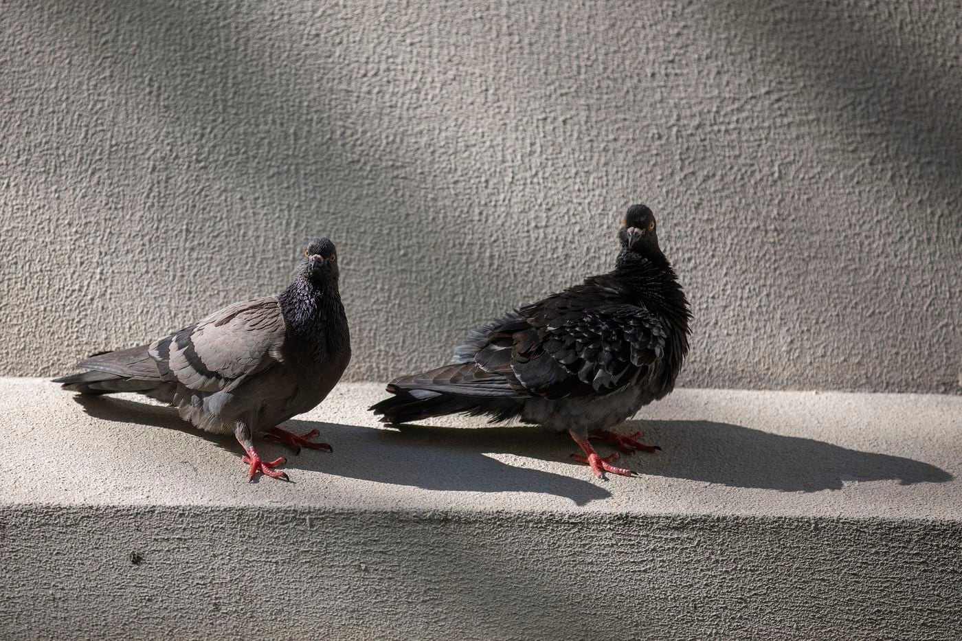 Where Have All The Pigeons Gone Philly Numbers Are Down As Predators Thrive Could It Be A Trend