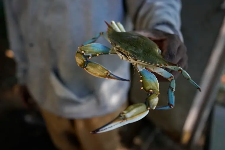 Thomas Mitchell, a crabber who owns Cedar Grove Seafood, shows off a blue crab from that morning's catch, at his business on St. Helena Island, Sunday, Oct. 31, 2021.