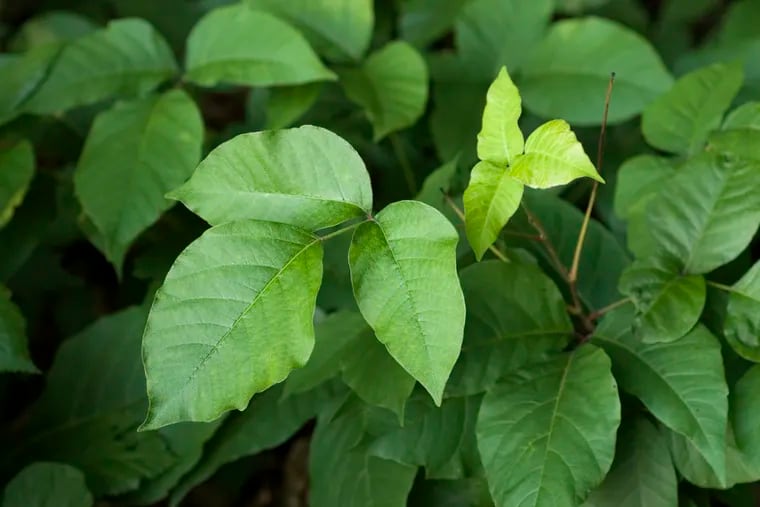 How to identify and treat poison ivy | Expert Opinion