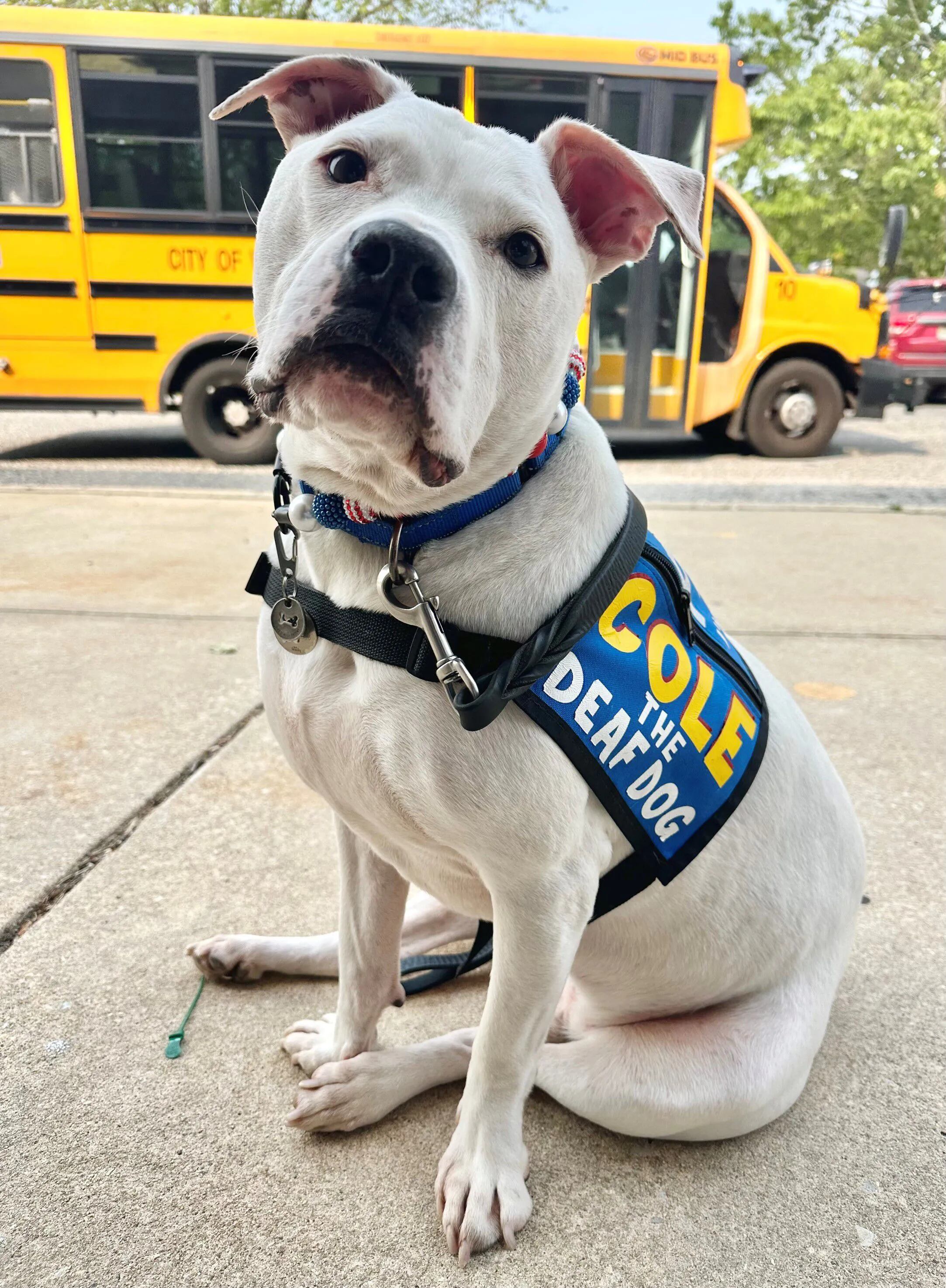 Vineland teacher's deaf pit bull is ASPCA Dog of the Year