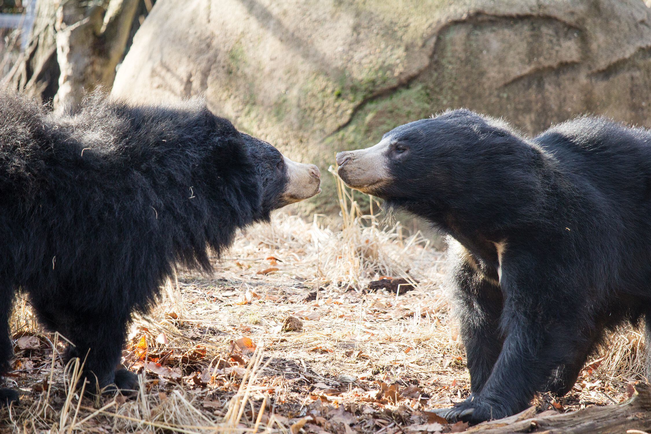 2250px x 1500px - Sloth bear cubs born at Philadelphia Zoo