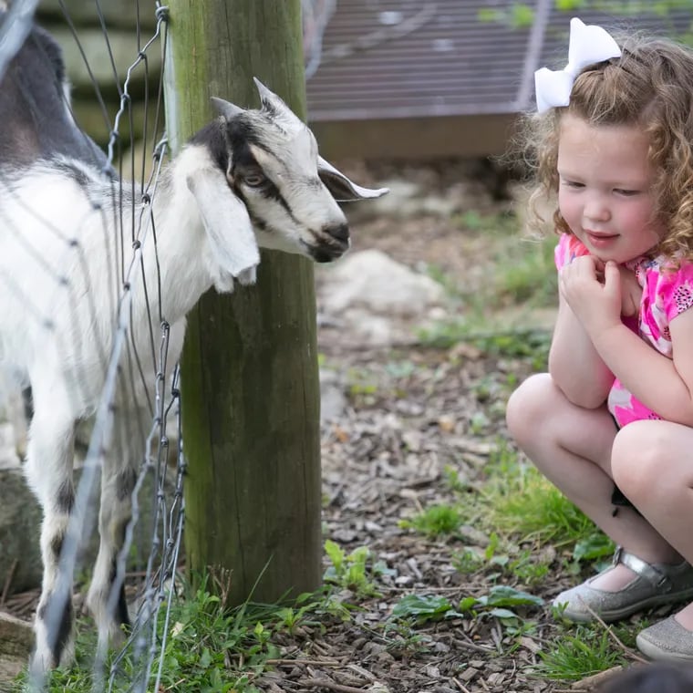 Four-year-old Ellie Schaible shares her thoughts with a friendly goat at the Milky Way Farm & Chester Springs Creamery.  Thousands of children tour the farm and enjoy getting close to the cows, goats and, of course, the homemade ice cream.