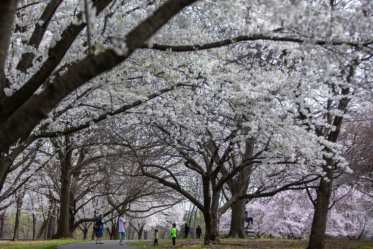 Cherry blossoms in Philadelphia When and where to see them in full bloom