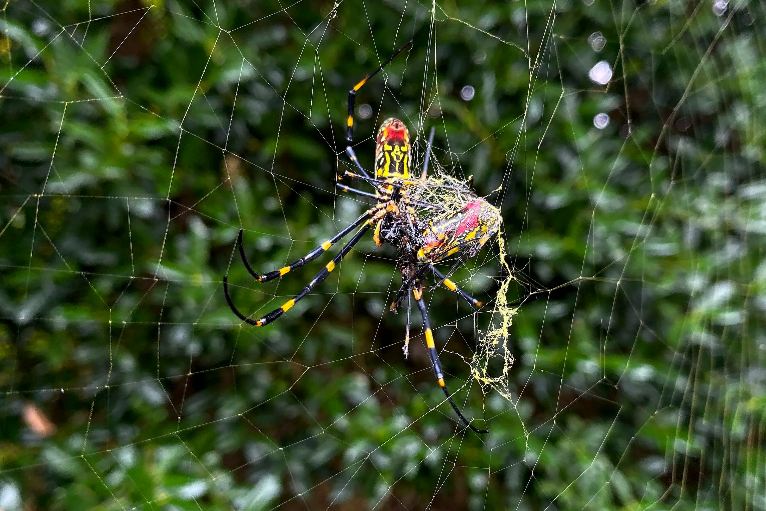 The joro spider, a large spider native to East Asia, is seen in Johns Creek, Ga., on Sunday, Oct. 24, 2021. The spider has spun its thick, golden web on power lines, porches and vegetable patches all over north Georgia this year – a proliferation that has driven some unnerved homeowners indoors and prompted a flood of anxious social media posts. (AP Photo/Alex Sanz)