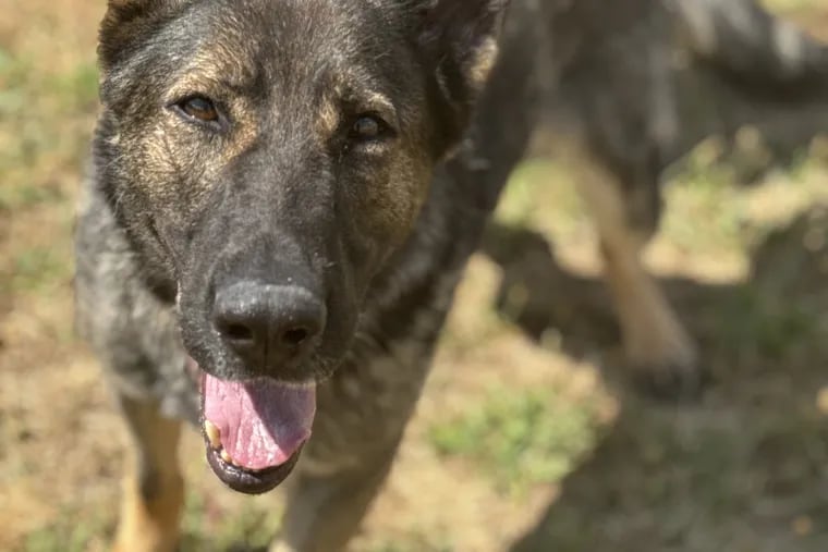 Sosa, a 4-year-old German shepherd retired from diplomatic security service, was removed from the K9 Hero Haven in Northumberland County due to poor conditions last year. The Pennsylvania SPCA is trying to find a permanent home for Sosa, along with six other service dogs.