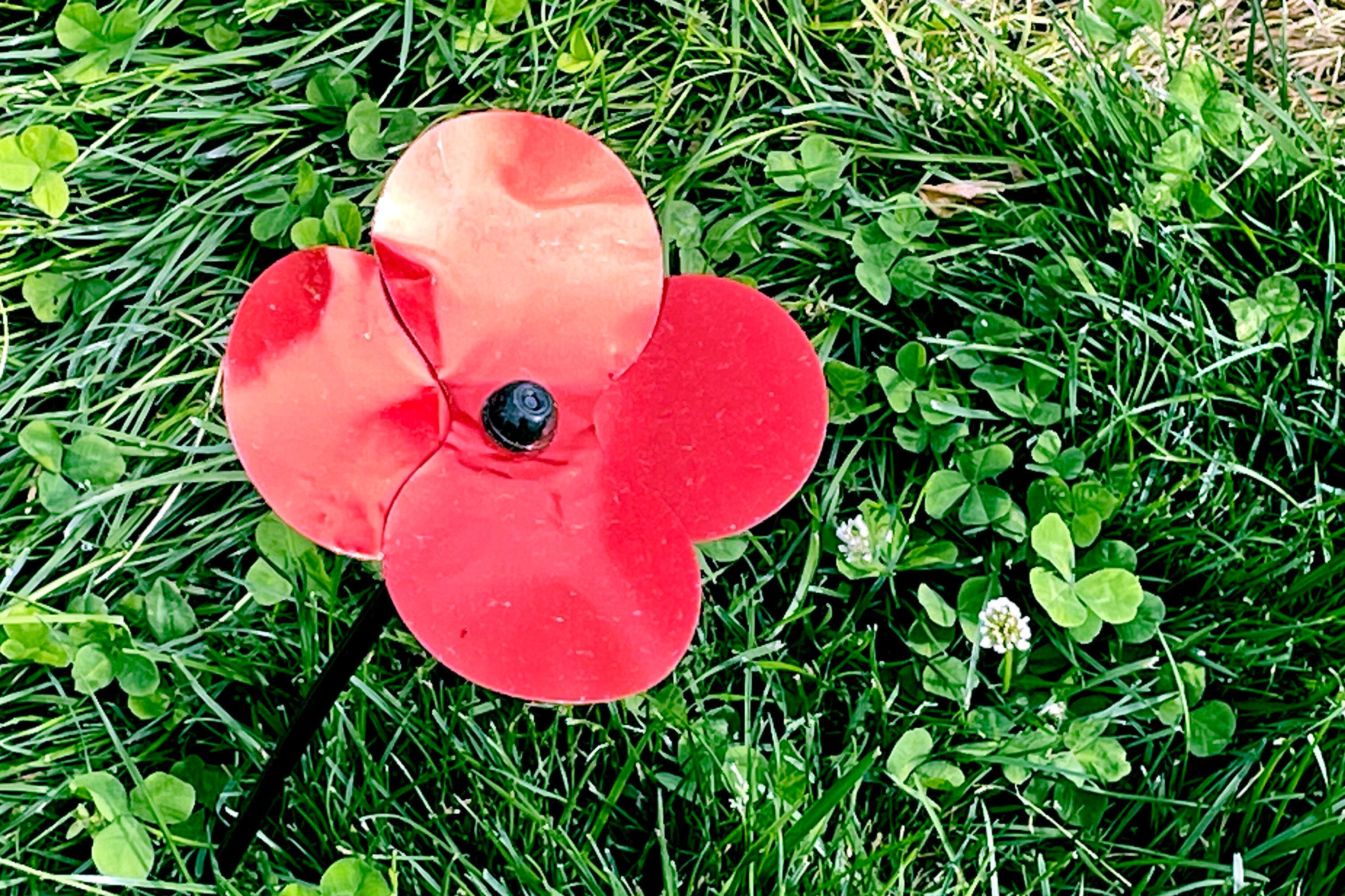 The Poppy Flower : A Memorial Day Remembrance and an Epidemic