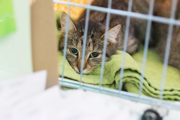 Pet adoptions are up during the coronavirus pandemic.