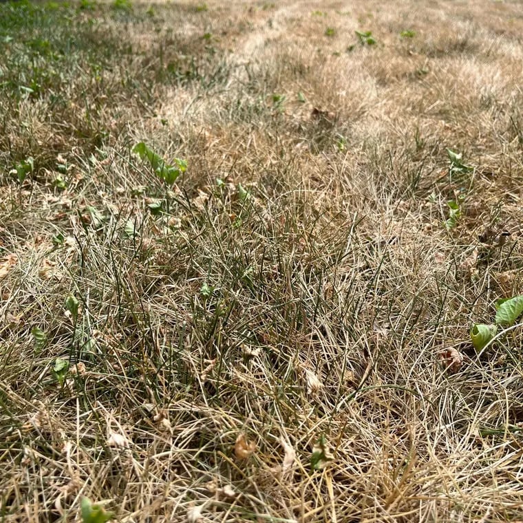 A brown lawn in Cherry Hill, N.J. State officials have issued a drought warning,  saying "significantly below-average rainfall," has led to diminished streamflow, reservoir, and groundwater levels.