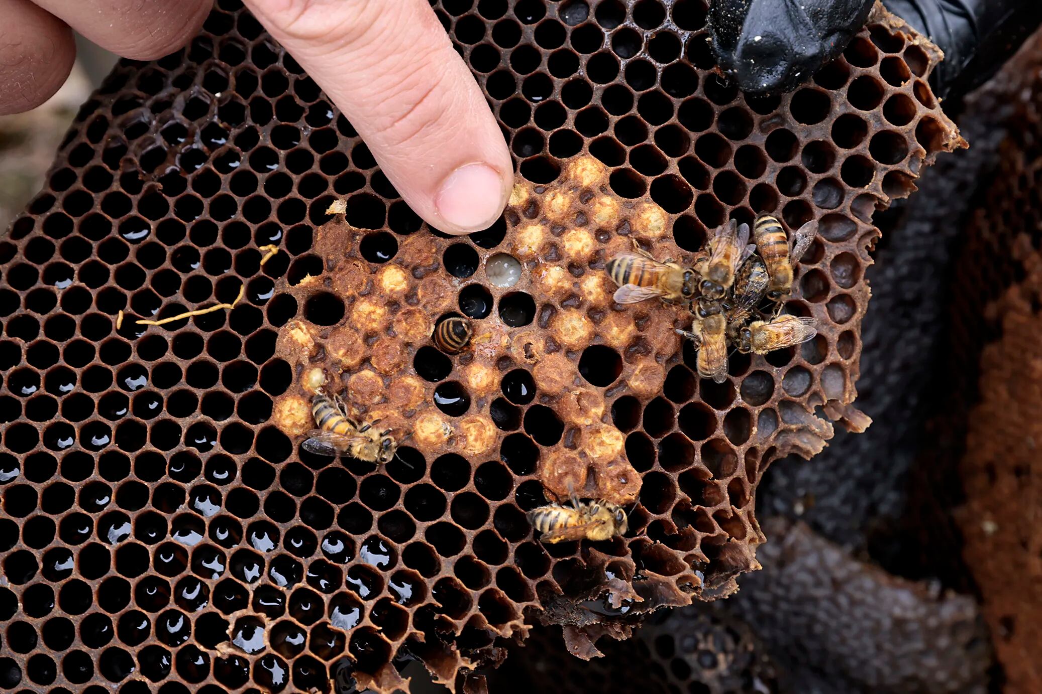 Physics for beekeepers: mold in a beehive - Honey Bee Suite