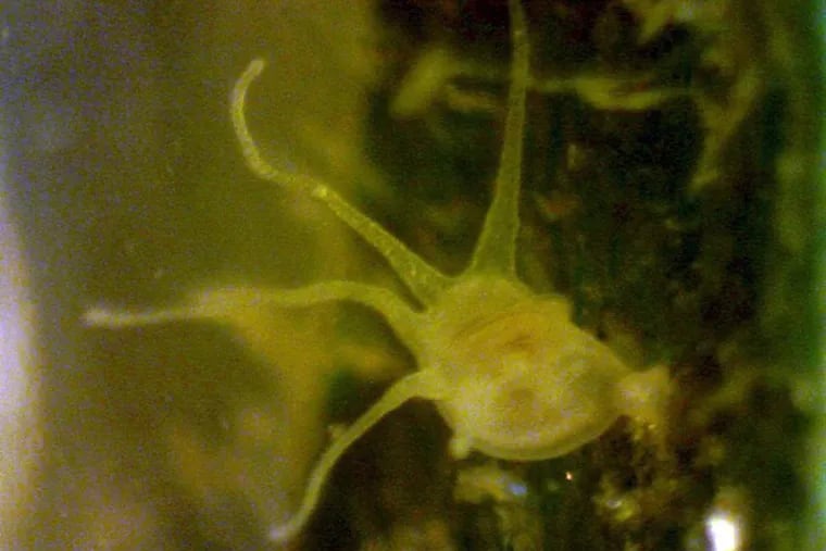 Reproductive polyp of a clinging jellyfish, found this month in the Shrewsbury River.