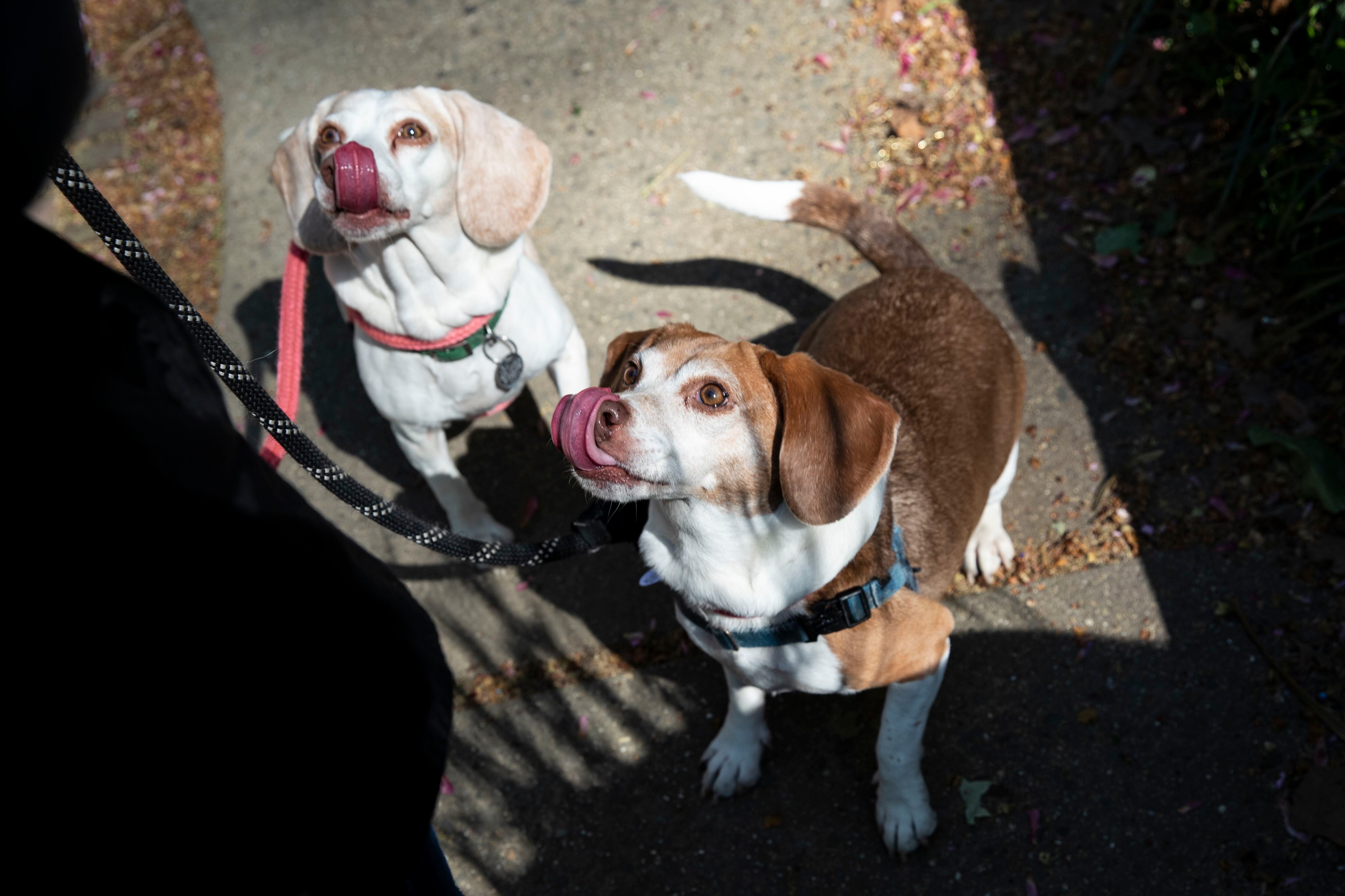 Dog drank fertilizer sales water