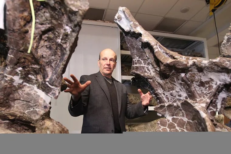 Dr. Kenneth Lacovara, a paleontologist at Drexel University, stands between two dorsal vertebrae (mid-back bones) of Dreadnoughtus schrani as he talks about the large sauropod.  Dreadnoughtus, which means "fears nothing", was discovered in Argentina by Lacovara.  He is shown in the labs at Drexel in 2012 before the skeleton was sent back to Argentina.  ( CHARLES FOX / Staff Photographer )