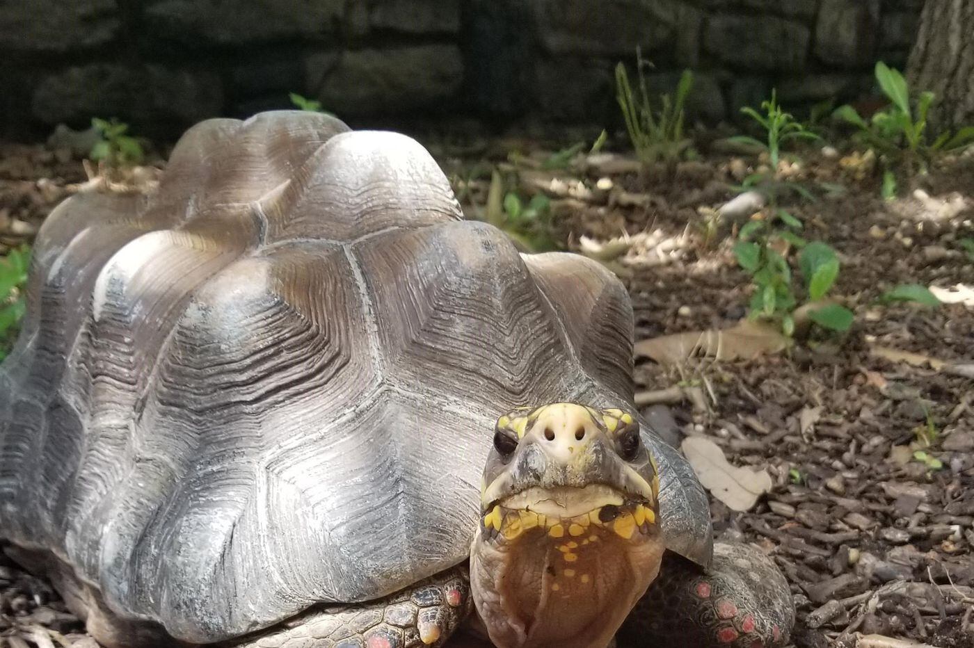 Philadelphia Zoo's tortoise shell scratcher will soothe what ails you