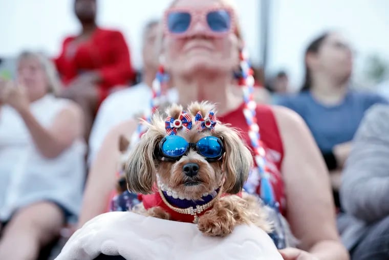 11 very good dogs we met at the Mets Puppy Parade 