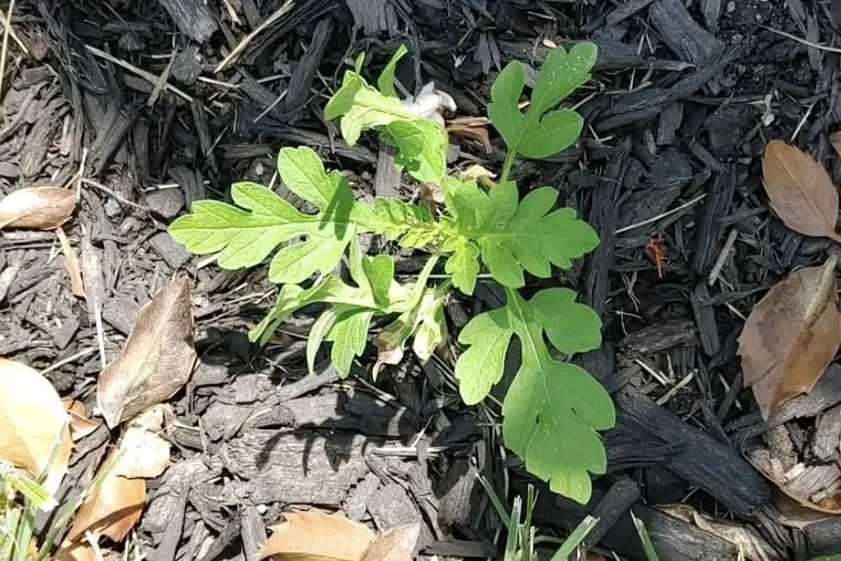 An incipient ragweed plant in Burlington County last August. Ragweed grows just about anywhere and everywhere and it's a source of torment for as many as 50 million Americans.