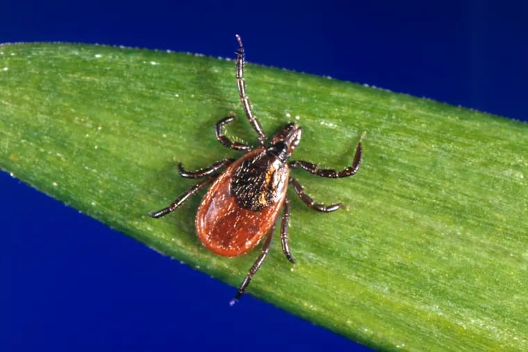 This undated photo provided by the U.S. Centers for Disease Control and Prevention shows a blacklegged tick, also known as a deer tick. About a third of blacklegged ticks tested in Philadelphia carry Lyme disease.