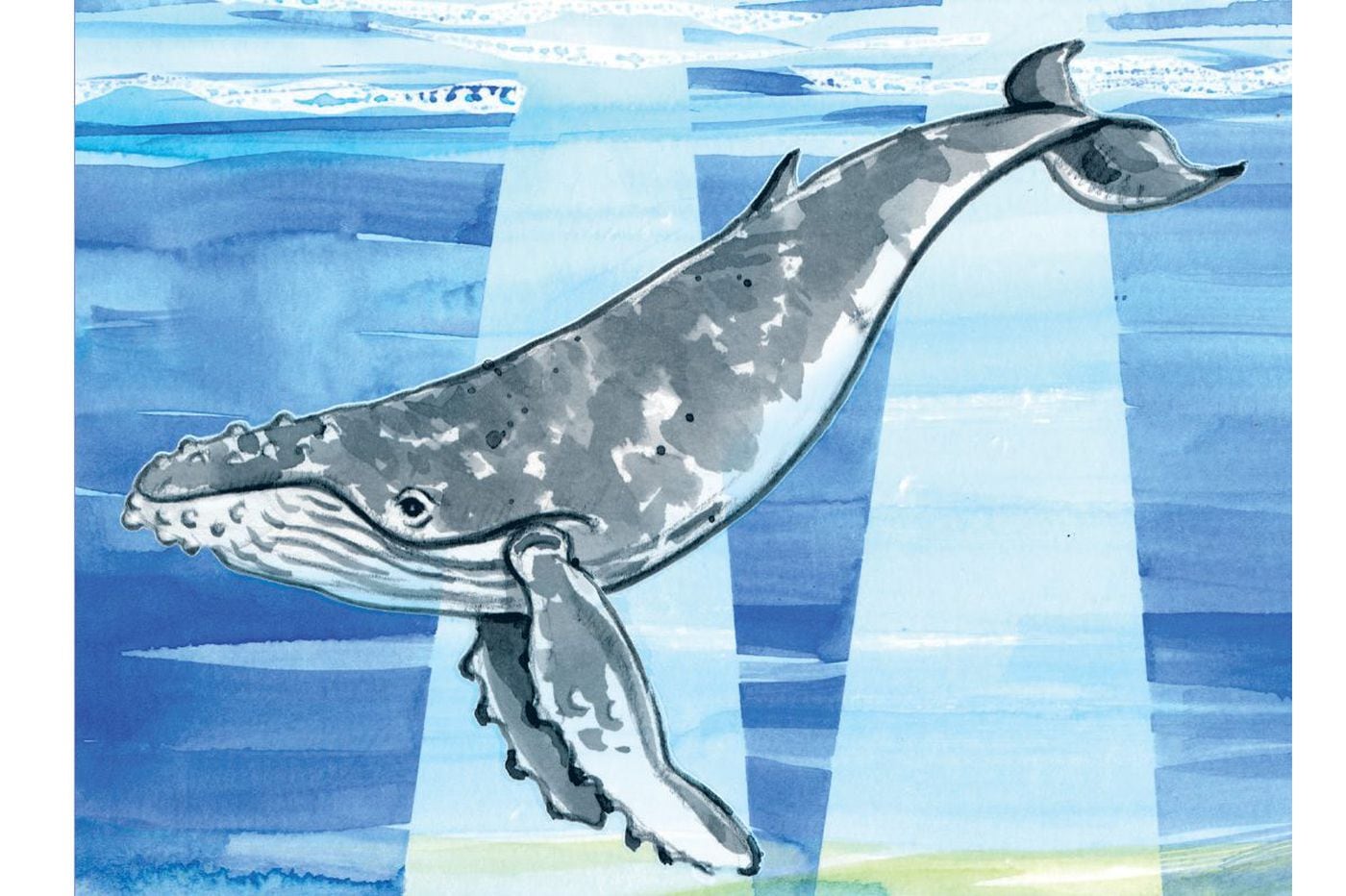 Art Thief Draw a humpback whale