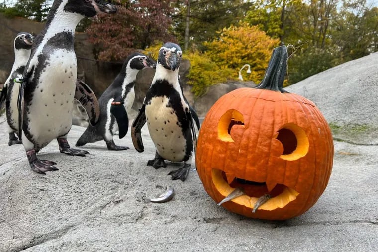 The Philadelphia Zoo hosts "Boo at the Zoo" over three weekends in October, featuring penguins eating pumpkins, children in costume eating candy, and a trio of new baby animals.