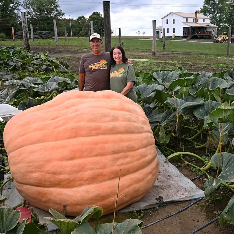 Dave and Carol Stelts pose with a pumpkin they’re growing at their farm, Dave & Carol's Valley Of Giants, in Enon Valley, Pa. Sept. 26, 2024. The Stelts are surrounded by the vines from the one plant.