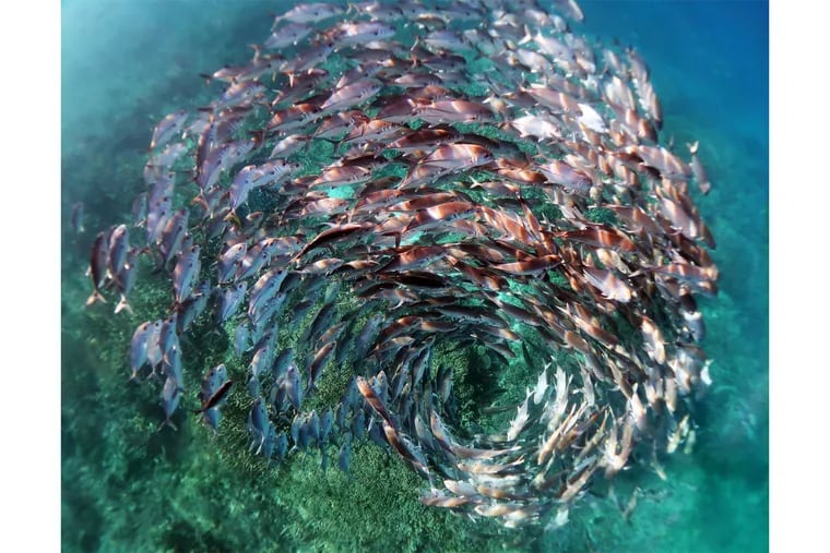 University of Pennsylvania biologist Kristen Brown won a photo contest for this image of a school of jack fish, which she shot in 2021 in the waters of Heron Island on Australia's Great Barrier Reef.