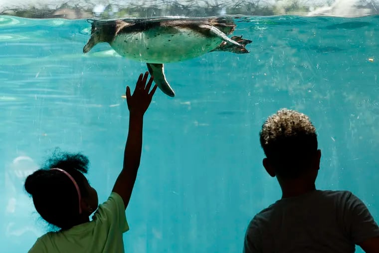 Guests watch the Humboldt penguin swim at the Philadelphia Zoo on Monday.
