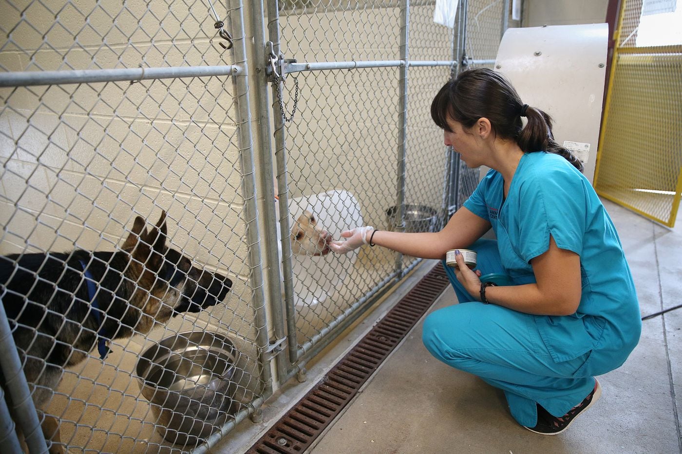 30 Philadelphia Women Created America S First Animal Shelter At Last They Get Their Due