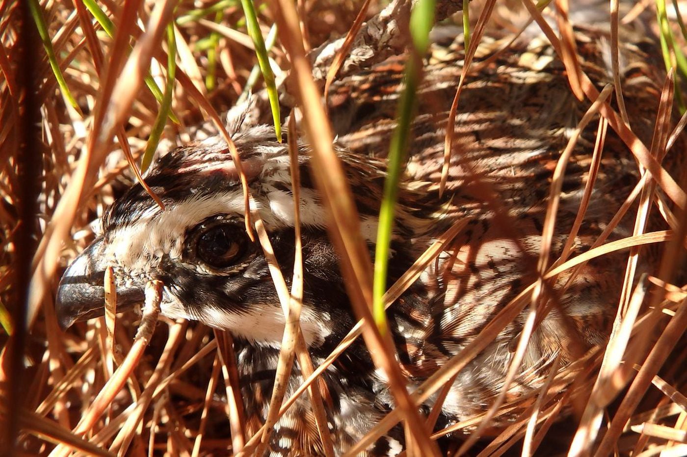 Wild Quail Nearly Vanished In Nj Mount Fragile Comeback