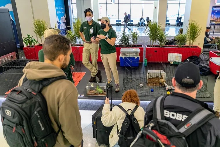 Travelers check out the wildlife at a program in December that was put on as part of a partnership between the Philadelphia Zoo and Philadelphia International Airport.