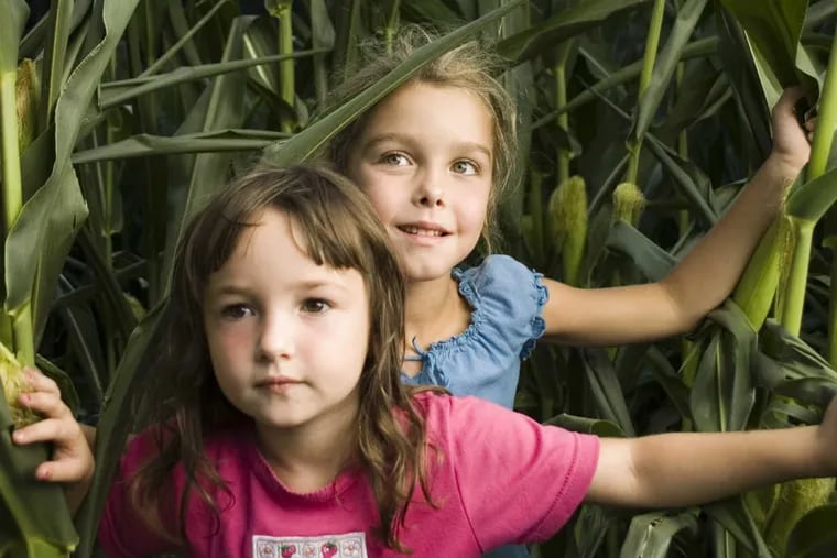 Children navigate a corn maze.