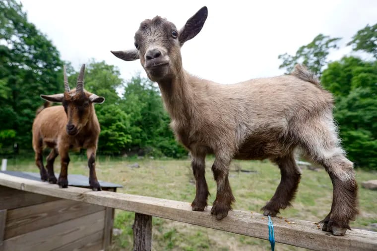 Christmas (left) and Gracie pose for photos on Michael and Melissa Meacham’s Screaming Goat Farm in Montgomery County.