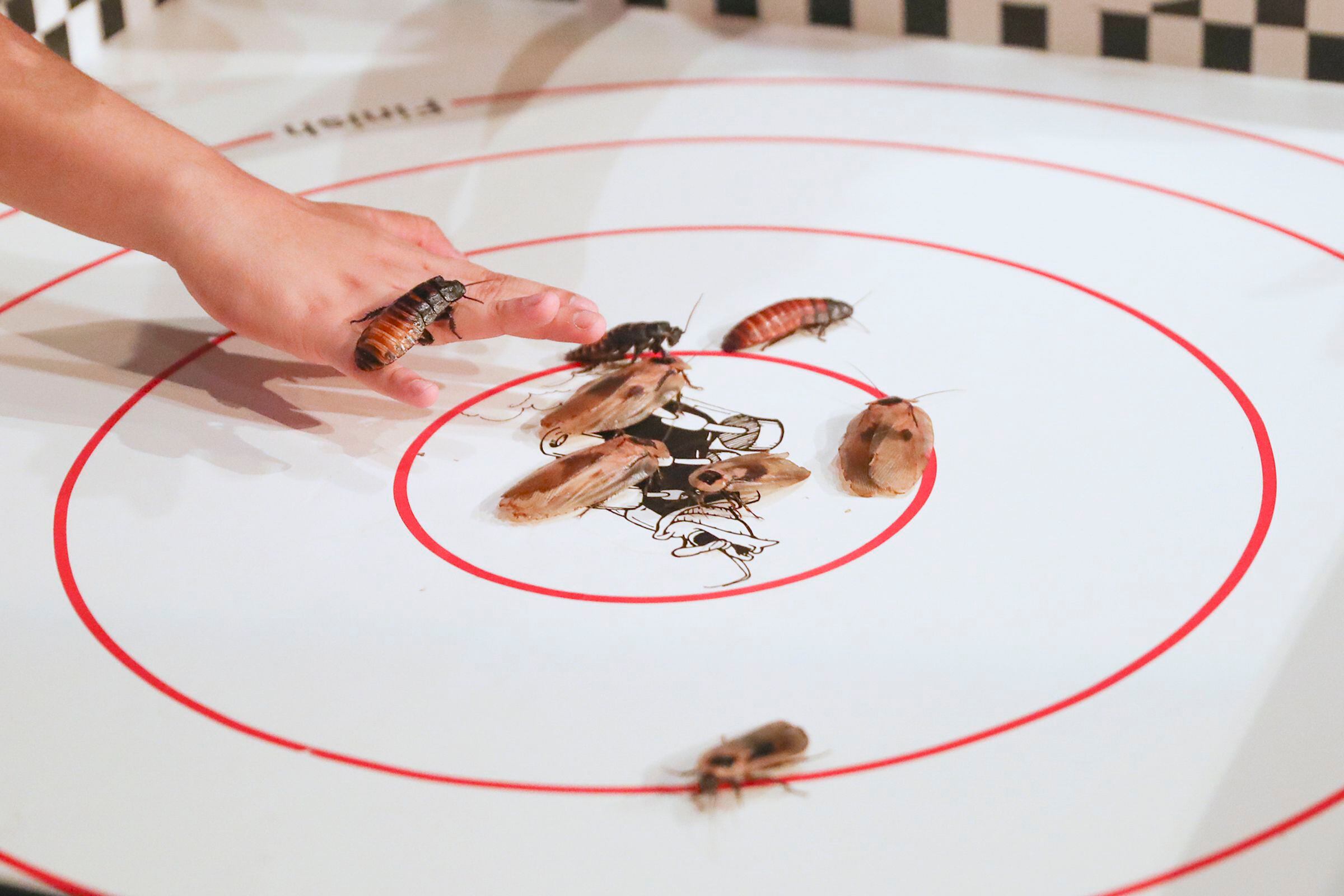 Bugging out: Roach racing, insect tasting at the Fair (VIDEO