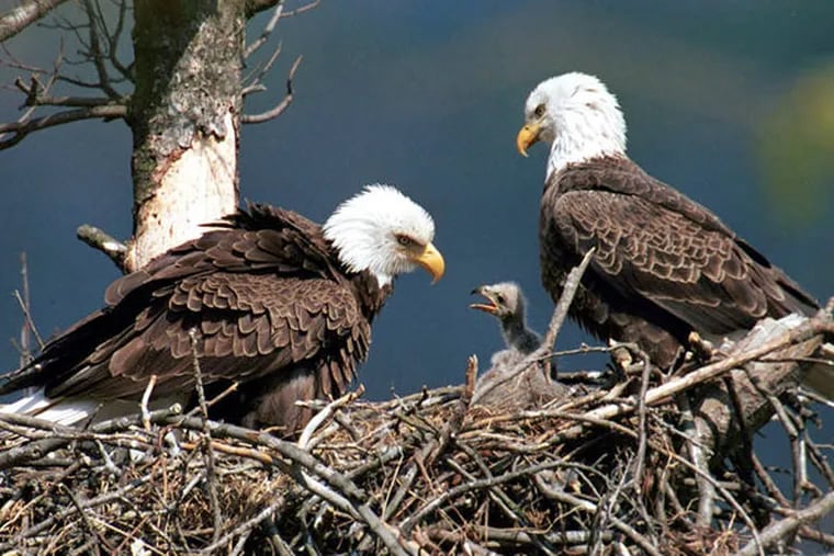 Pennsylvania Game Commission - Fathers, thanks for all of your hard work  and care! Did you know that male bald eagles participate in rearing young?  Both the male and female bald eagle