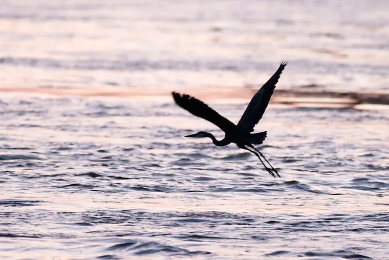 A Great Blue Heron skims the surface of the Delaware River near the Betsy Ross Bridge between Pennsauken and Philadelphia. Pennsylvania has reached a $100 million settlement over PCB pollution of 1,300 miles of streams and waterways, and 3,600 acres of lakes.