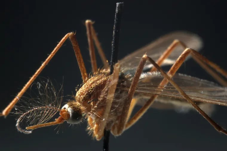 A Culex pipien mosquito specimen, the type of mosquito that carries the West Nile virus, in the insect collection at the Field Museum in Chicago. Philadelphia recently reported its first cases of West Nile in humans in 2024.