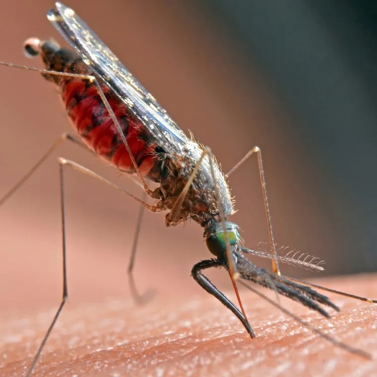 West Nile virus can be transmitted by mosquitoes.