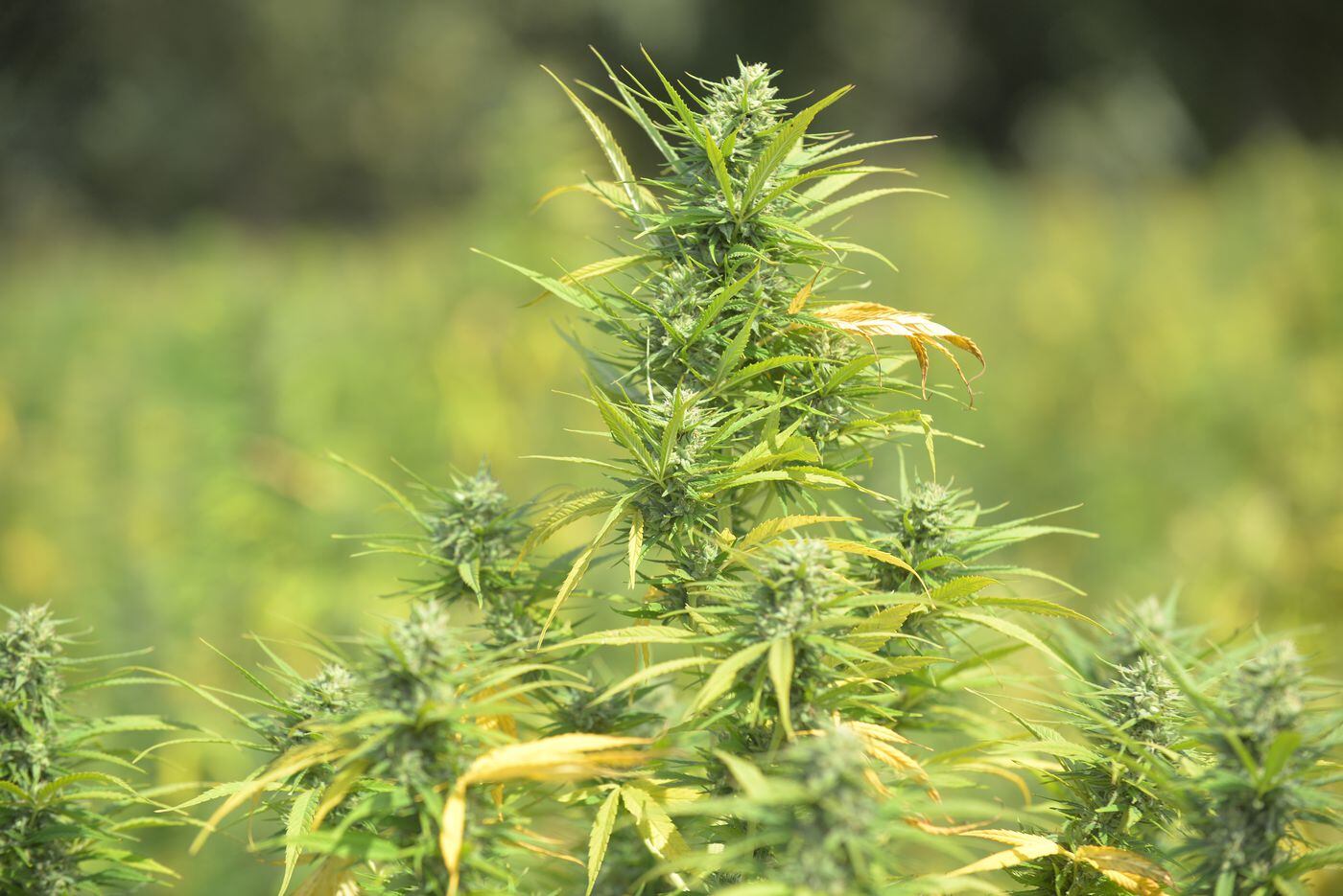 As farmers flock to hemp, Amish and ‘English’ in Pennsylvania foresee ...