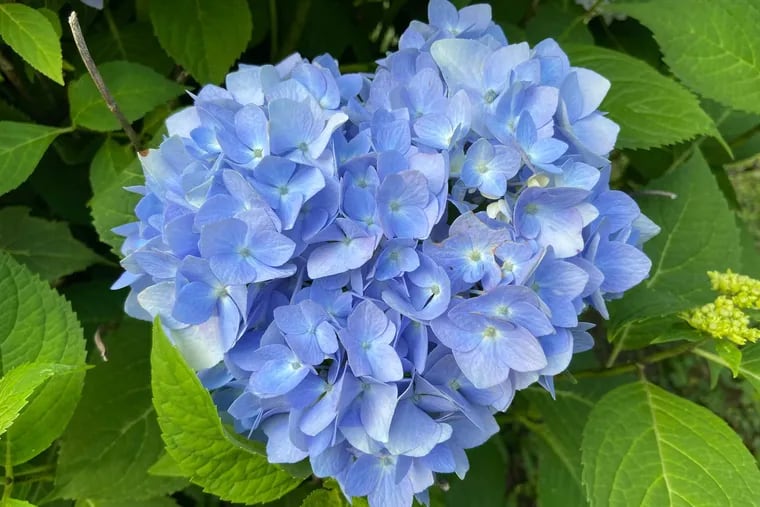 Why your hydrangeas may go wild this year